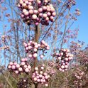 Callicarpa longifolia 'Augustata' P17 (3)